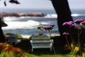 Monarch Butterflies at Agate Cove Inn, Mendocino