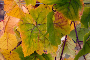 Fall Grapes at Goldeneye Vineyard, Mendocino County
