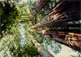Redwood Trees (Looking up)