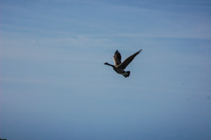 Canadian Goose Circling for a Landing