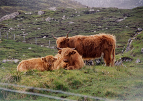 Highland Coos, Isle of Mull, Scotland