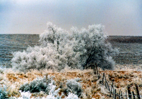 Rime Ice in Arizona