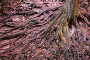 Hoyt Arboretum, Portland