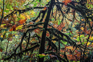 Hoyt Arboretum, Portland