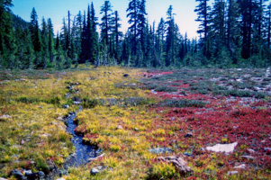 Panther Meadows on Mount Shasta, California