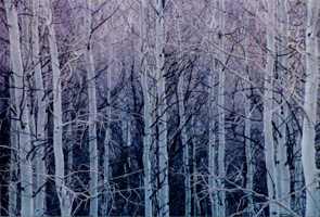 Aspen Trees just after Sunset