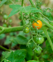 Cherry Tomatoes