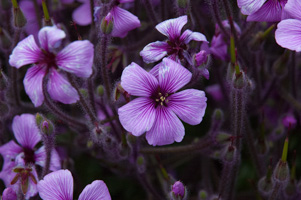 Madeira Cranesbill