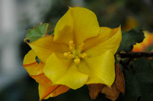 Flannel Bush (Closeup)