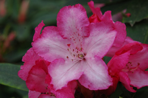 Rhododendron