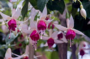 Fuchsia