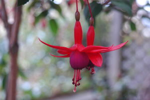 Fuchsia
