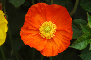 Oriental Poppy