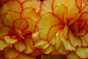 Begonias