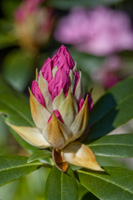 Rhododendrons