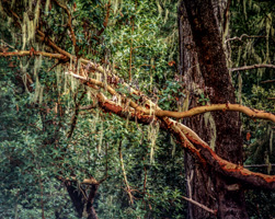 Madrone Tree