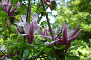 Magnolia