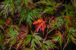 Maple Leaves