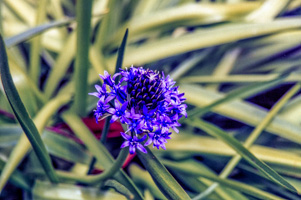 Lovely Purple Flower