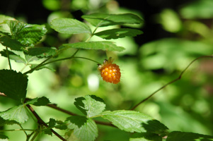 Salmonberry