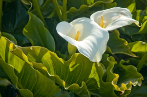 Calla Lily