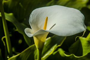 Calla Lily