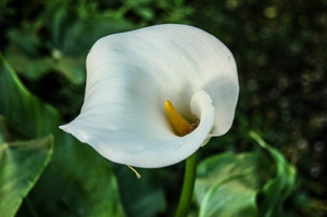 Calla Lily