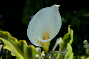 Calla Lily