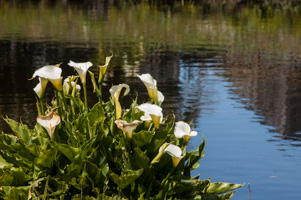 Calla Lilies at Kelley House Museum, Mendocino
