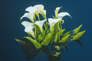Calla Lilies at Kelley House Museum, Mendocino