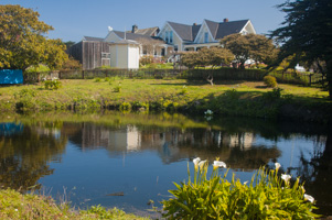 Calla Lilies at Kelley House Museum, Mendocino